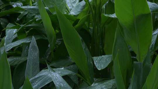 雨水雨季下雨带雨滴的绿色植物特写