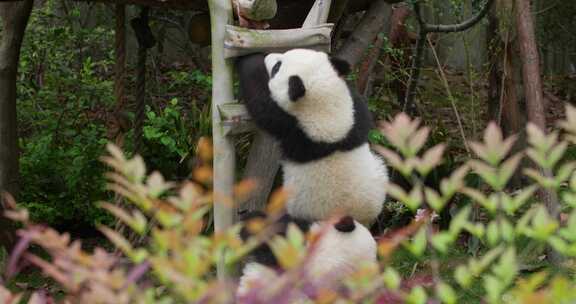 可爱的两只大熊猫幼崽在一起玩耍打架