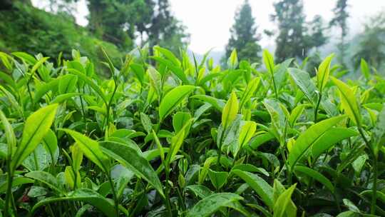 茶园茶叶茶茶山绿茶农业茶海采茶茶文化