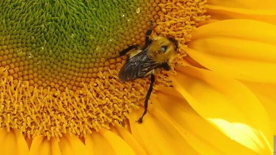 大黄蜂从盛开的黄花中吸取花蜜视频素材模板下载
