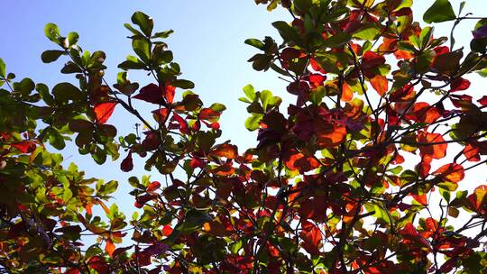 仰拍树叶仰望树林仰视树枝冬天的红树叶落叶