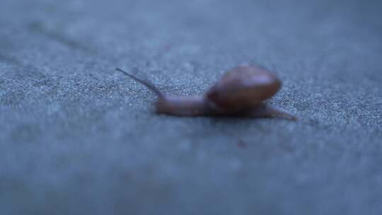 蜗牛爬行微距素材