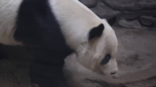 游客参观动物园里的大熊猫视频素材模板下载