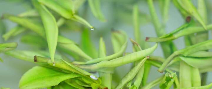 泡茶喝茶