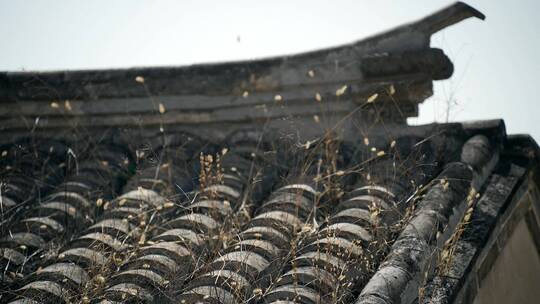 升格实拍中国传统房屋屋顶上随风摆动的野草