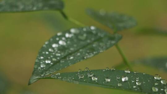 绿色植物上的雨滴视频素材模板下载