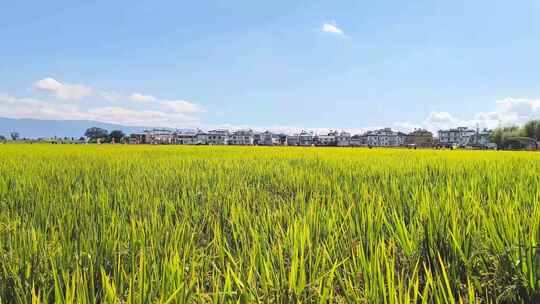 大理喜洲稻田延时视频