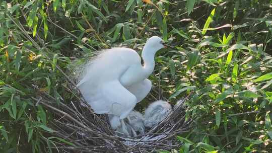 白鹭孵化哺乳孕育生命