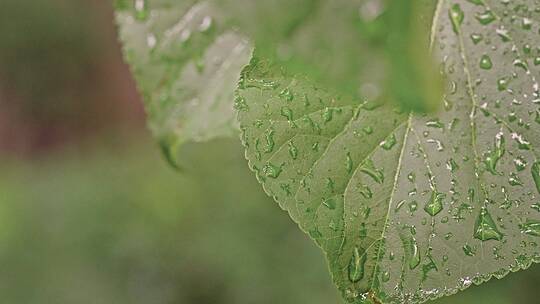 下雨后的绿色树叶与雨滴露水特写