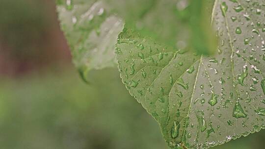 下雨后的绿色树叶与雨滴露水特写视频素材模板下载