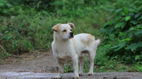农村小狗特写动物萌宠