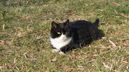 黑猫趴在草坪上晒太阳