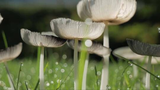 草丛中生长的白蘑菇