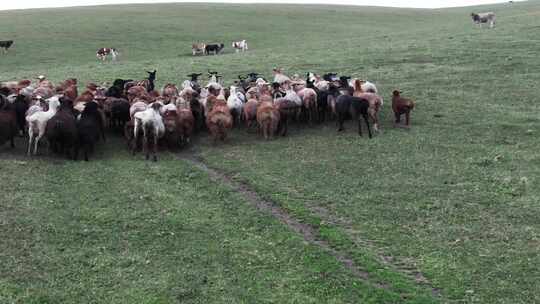 航拍草原上的羊群