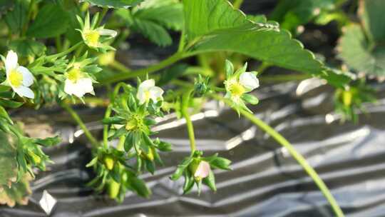 草莓园 农田 农业作物 水果 绿色植物 温室