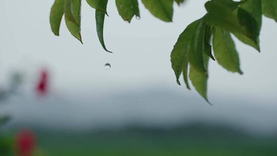 树叶 水滴低落 汇聚 聚集 下雨 雨天 雨水