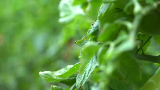 番茄 番茄种植 西红柿