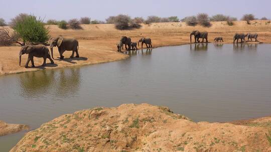 一群非洲象来到水坑喝水