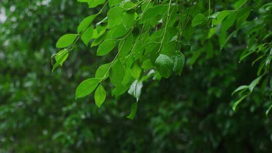 下雨绿叶雨滴