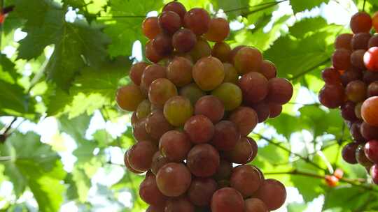 葡萄产地 葡萄收获 采摘 成熟