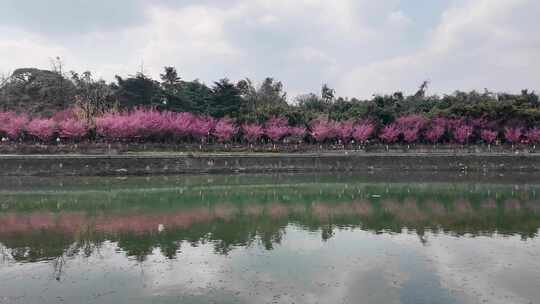 成都锦江河畔望江楼公园春日红梅花开风光