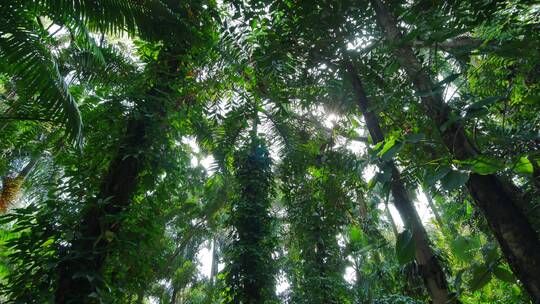 阳光明媚的热带雨林视频素材模板下载