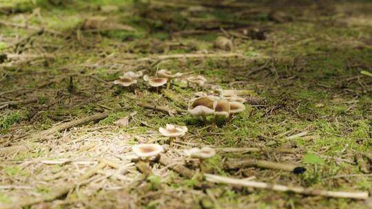 森林地面上的野生蘑菇