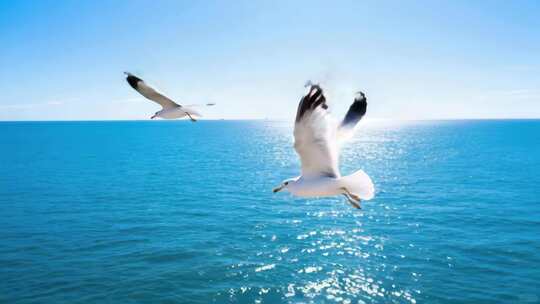 海面上海鸥飞翔画面