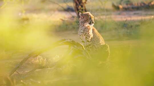 猎豹，小熊，萨凡纳，Safari