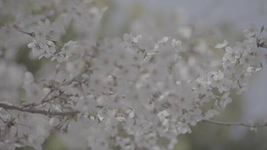 南京江北樱花季节航拍地拍素材