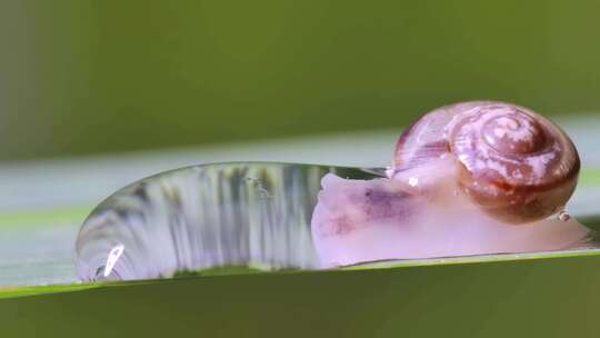 蜗牛缓慢行走露珠晨露水昆虫有机蔬菜