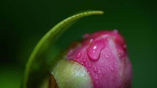 春天雨后含苞欲放的茶花粉色山茶花
