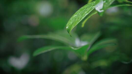 春雷春雨春天绿植雨滴露水水滴2530