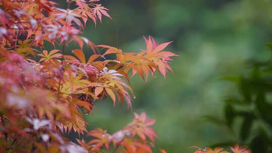 红枫叶下雨小雨秋雨秋天立秋