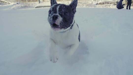 在雪地里奔跑的法国斗牛犬（120fps减