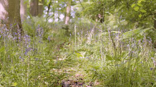 乡村生长蓝铃和蕨类植物景观