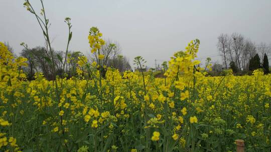 镜头掠过油菜花地春天田园江苏乡村自然田野