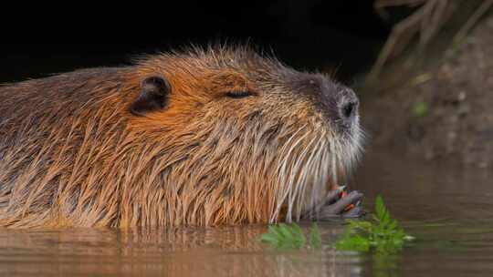 海狸鼠、食草动物、Coypu、啮齿动物