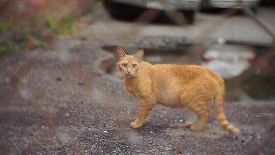 在街道上行走的小猫咪视频素材模板下载