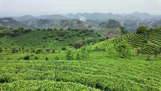 茶叶茶园茶场航拍