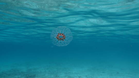 水母在海底世界里游动【4K】