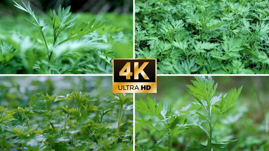 艾草 艾蒿 艾叶 野生艾草 中草药端午节高清在线视频素材下载