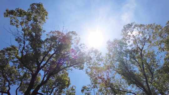 夏天阳光穿过树林树叶子大自然风景风光视频