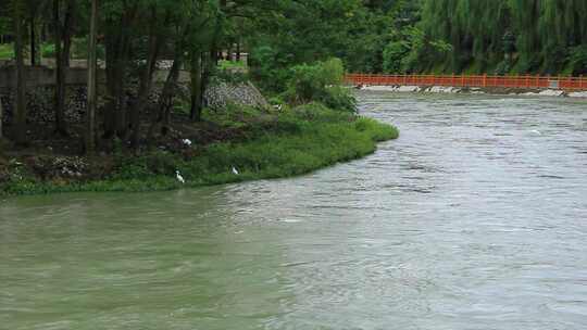 四川省成都市温江区江安河傍晚的白鹭视频素材模板下载