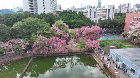 中国广东省广州市天河区华南师范大学异木棉