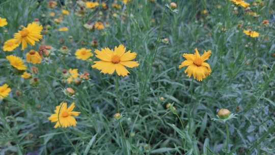 城市公园鲜花种植植物实拍