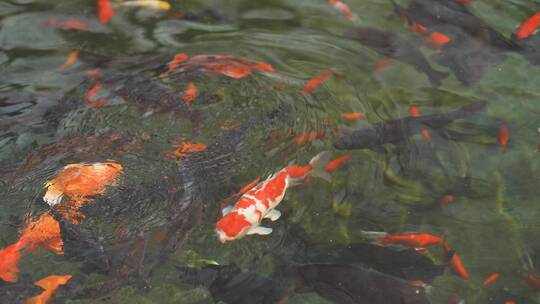 锦鲤水池中游动素材