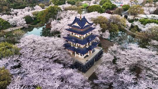 江苏 无锡 太湖 鼋头渚樱花 春天 旅游