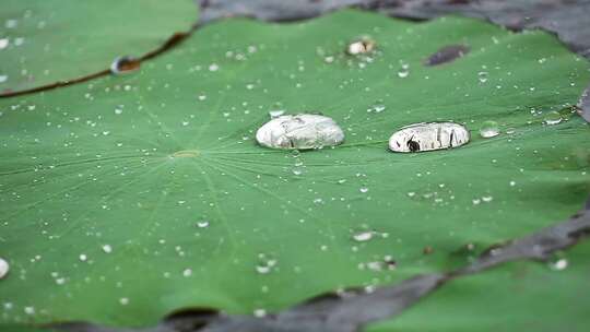 水珠洒落在池塘里的荷叶上