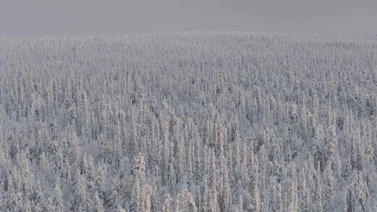 拉皮什苔原白雪覆盖的冷杉林全景